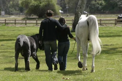Casal de costas a passear um cavalo branco e um mastim napolitano gigante