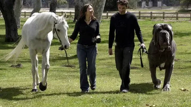 Hércules, o maior cão do mundo? A verdade sobre a foto