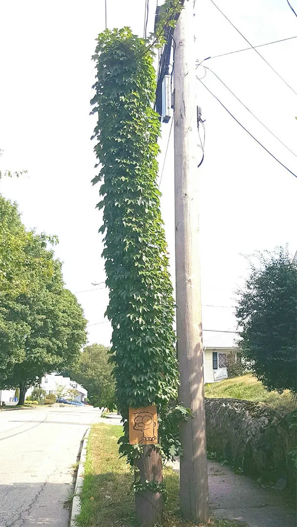 Poste de eletricidade coberto de hera de cima a baixo, numa rua arborizada
