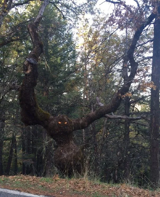 Tronco de árvore retorcido com dois olhos amarelos pintados, a parecer um monstro na floresta