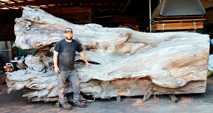 O escultor de pé ao lado do enorme tronco de sequoia caído, ainda por trabalhar, dentro de um armazém