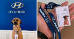Cãosultor: Hyundai contrata um novo funcionário... de 4 patas!