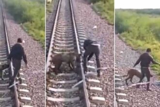 Maquinista trava a tempo comboio e salva cão que estava preso à linha