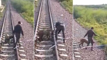 Maquinista trava a tempo comboio e salva cão que estava preso à linha