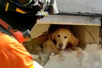Bombeiros portugueses salvam cão dos escombros na Turquia