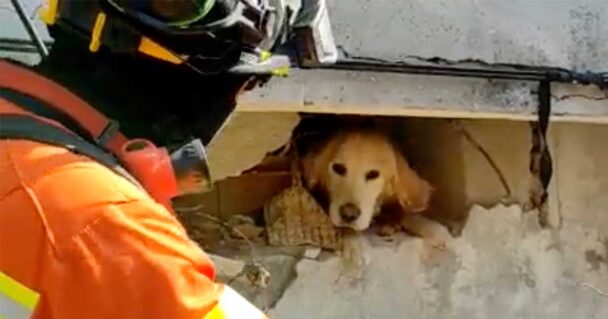 Bombeiros portugueses salvam cão dos escombros na Turquia