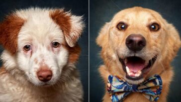 Fotógrafo português transforma cães em modelos para promover adoção