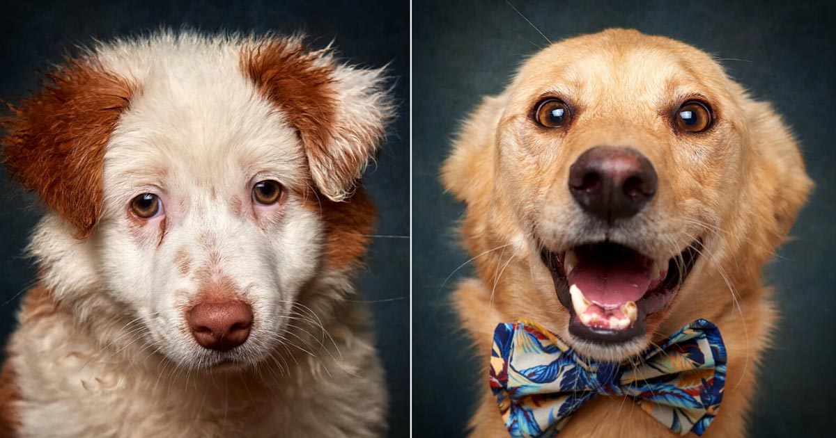 Fotógrafo português transforma cães em modelos para promover adoção