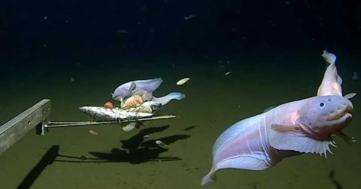 Peixe filmado a mais de 8 quilómetros de profundidade no Japão bate recorde